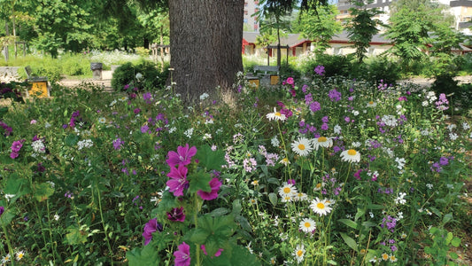 Perfect for Pollinators
