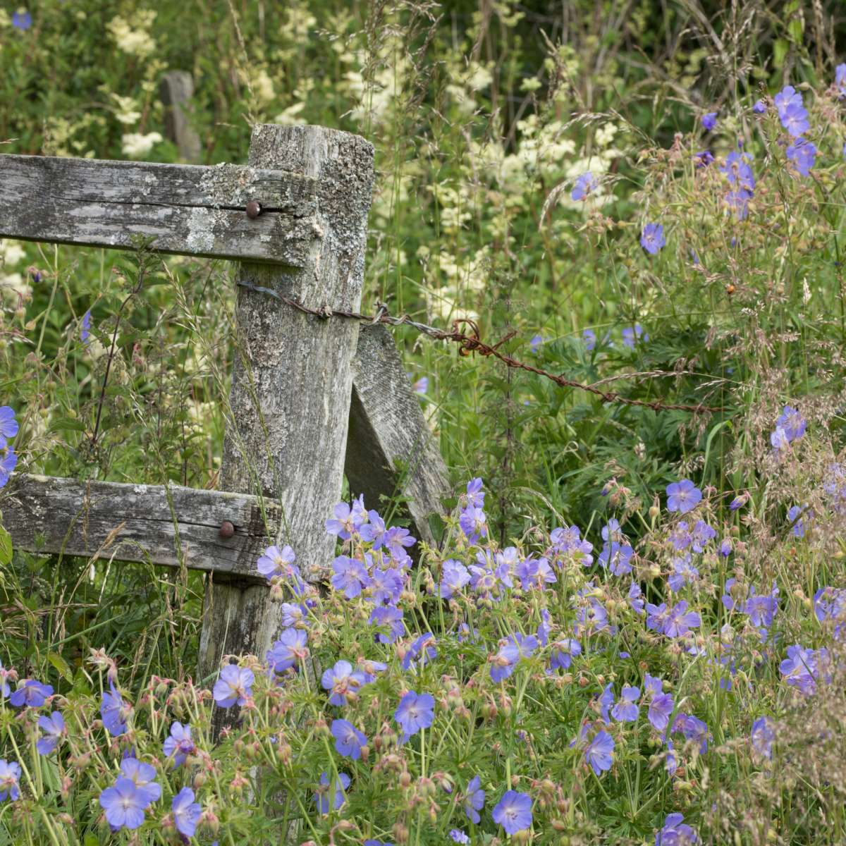 Meadow Cranesbill