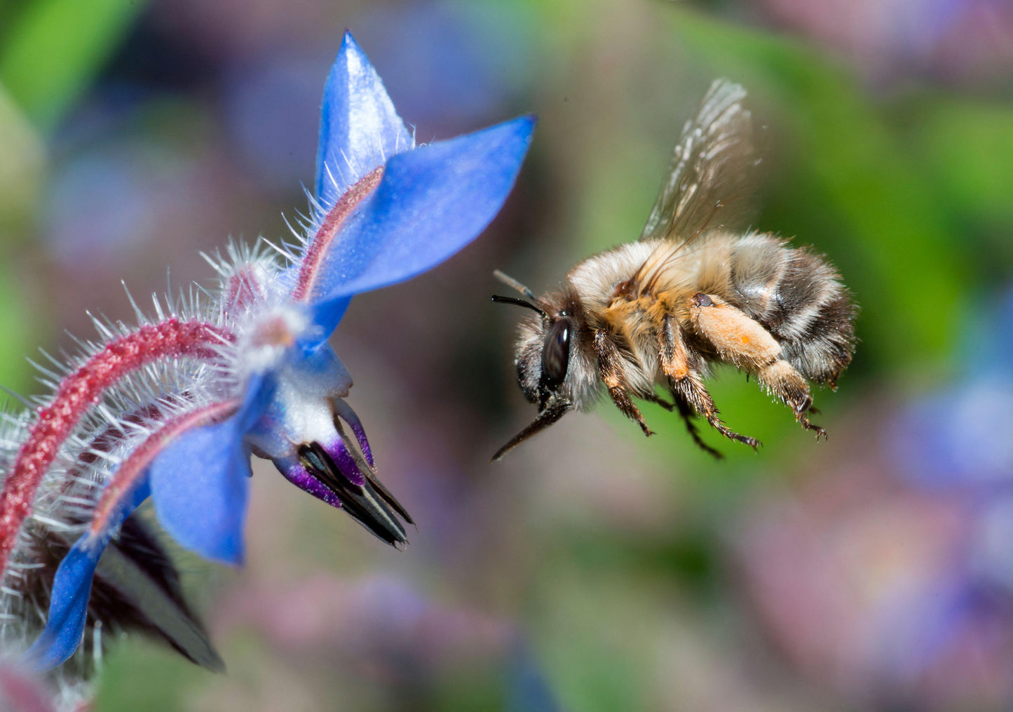 Borage