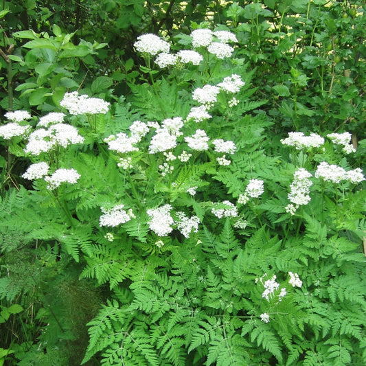 Sweet Cicely