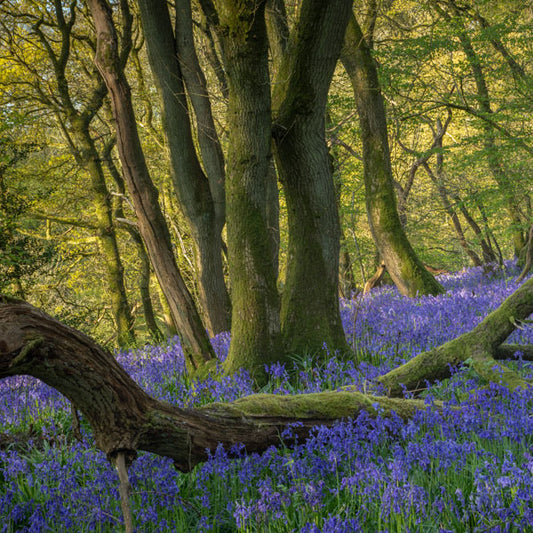 Ancient Woodland Bluebells