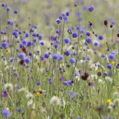 Great Burnet