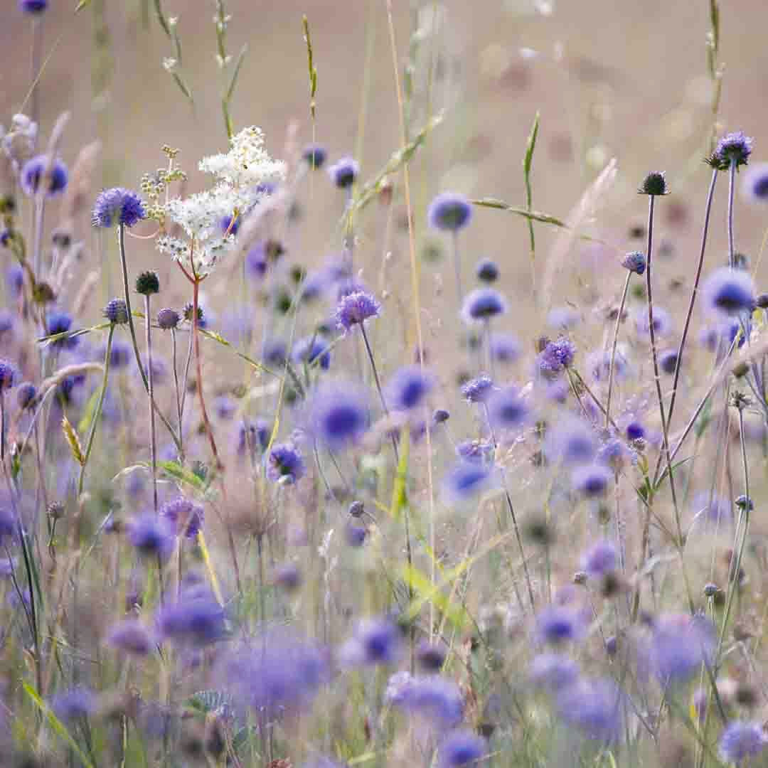 Devil's Bit Scabious