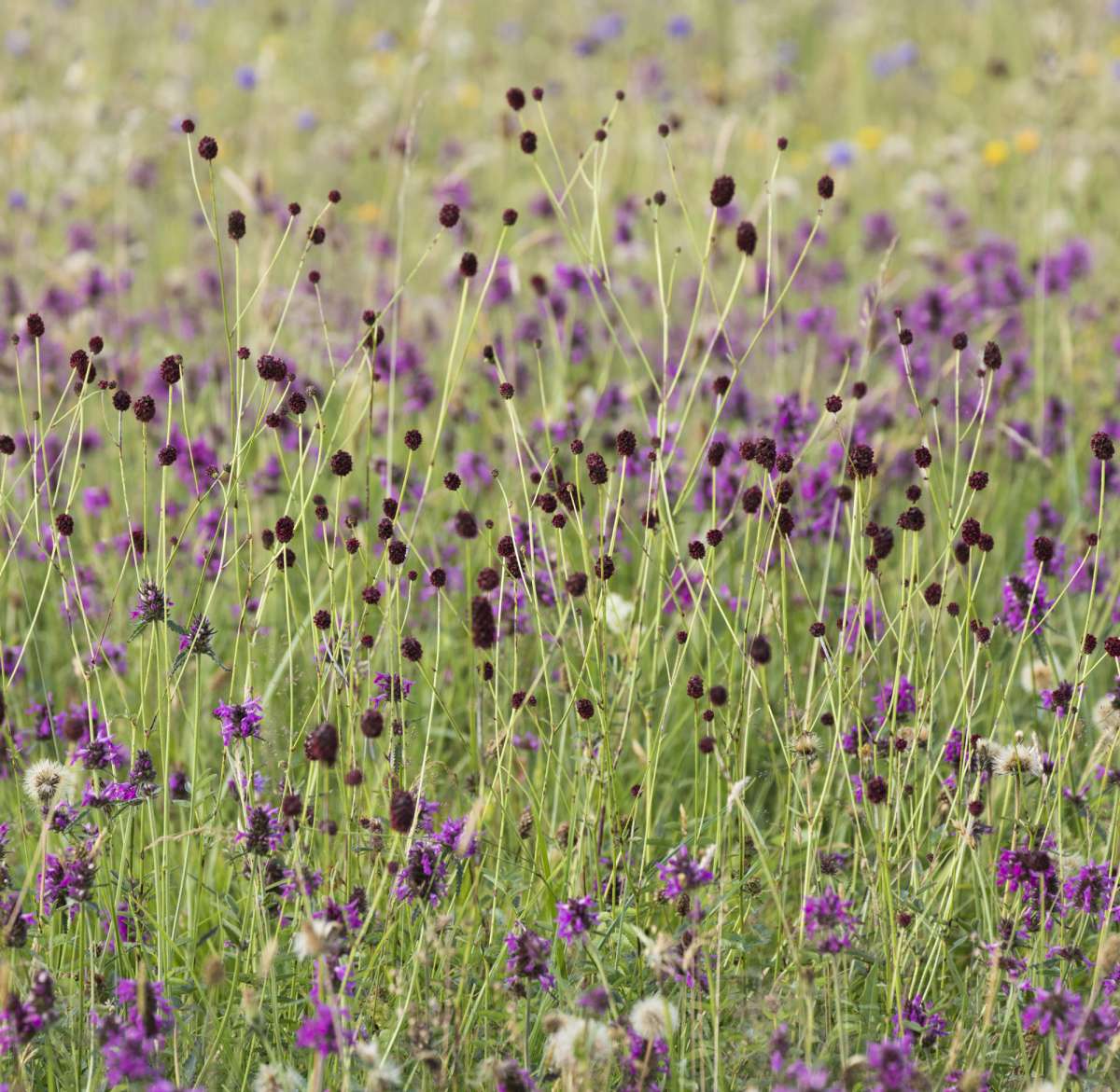 Great Burnet