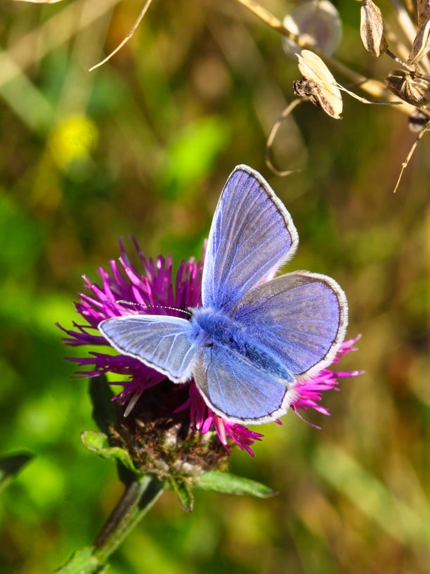 Common Knapweed