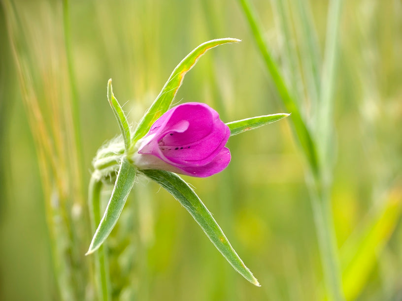 Corncockle