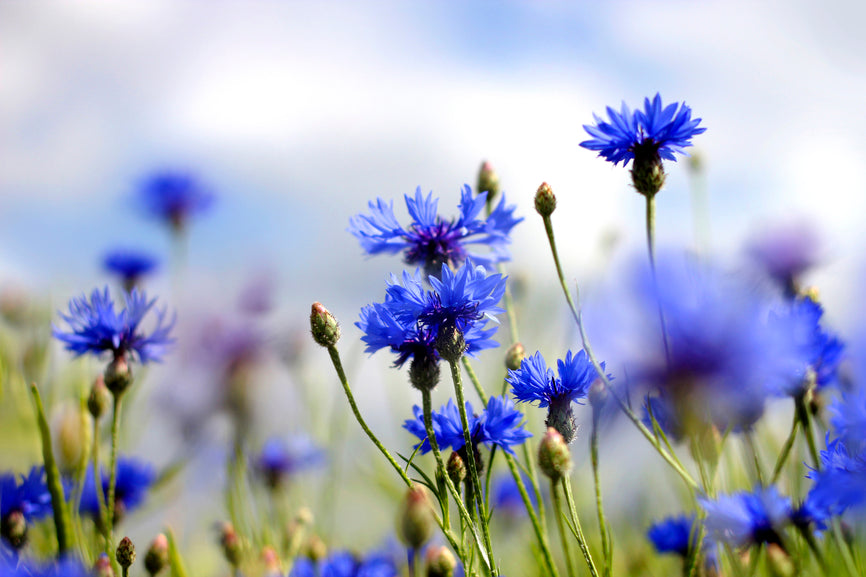 Wildflowers of the Cornfield