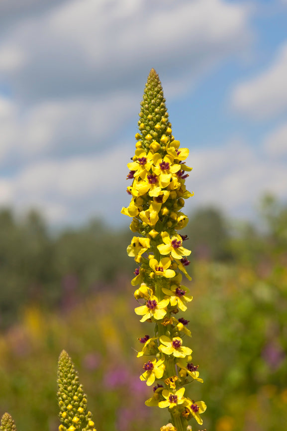 Dark Mullein