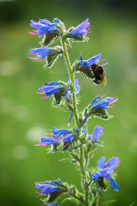 Viper's Bugloss