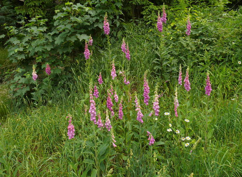 Foxglove