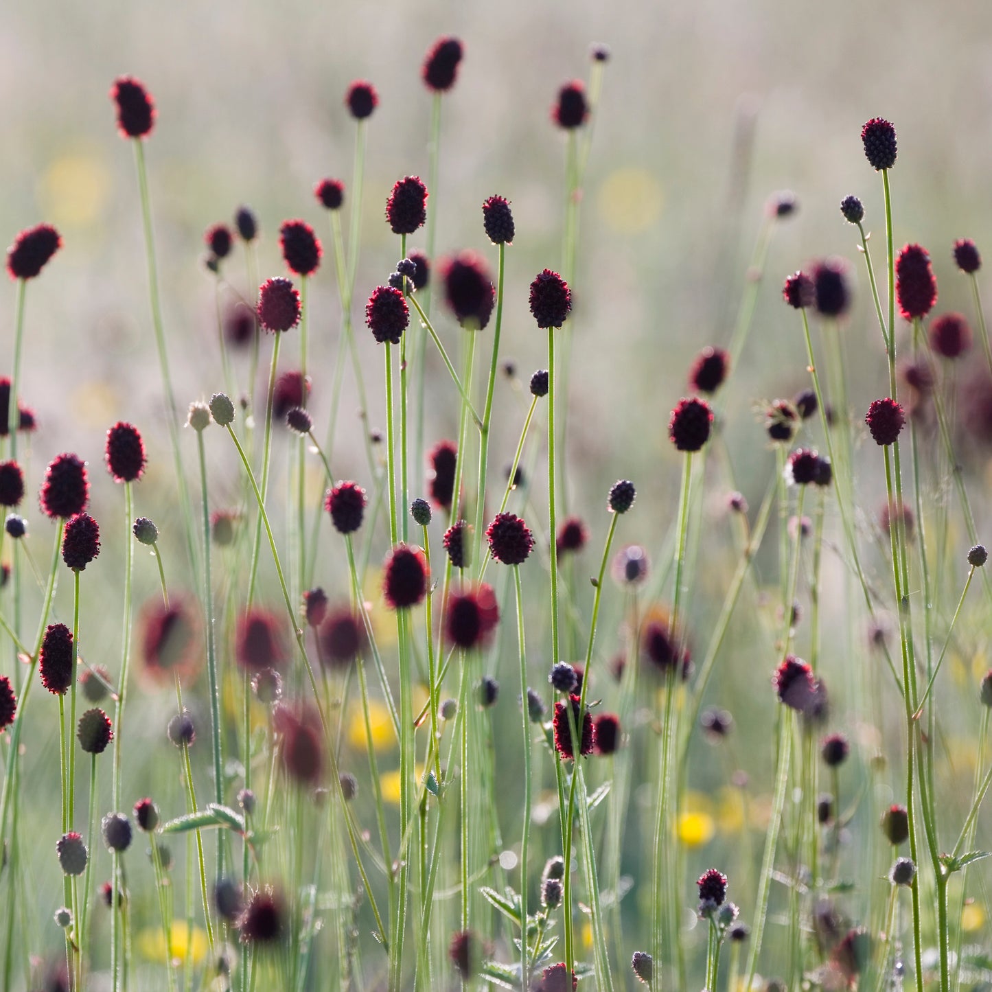 Great Burnet