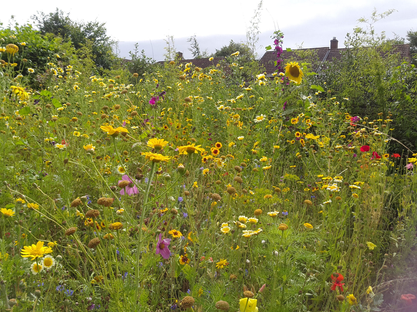 Bee Heaven