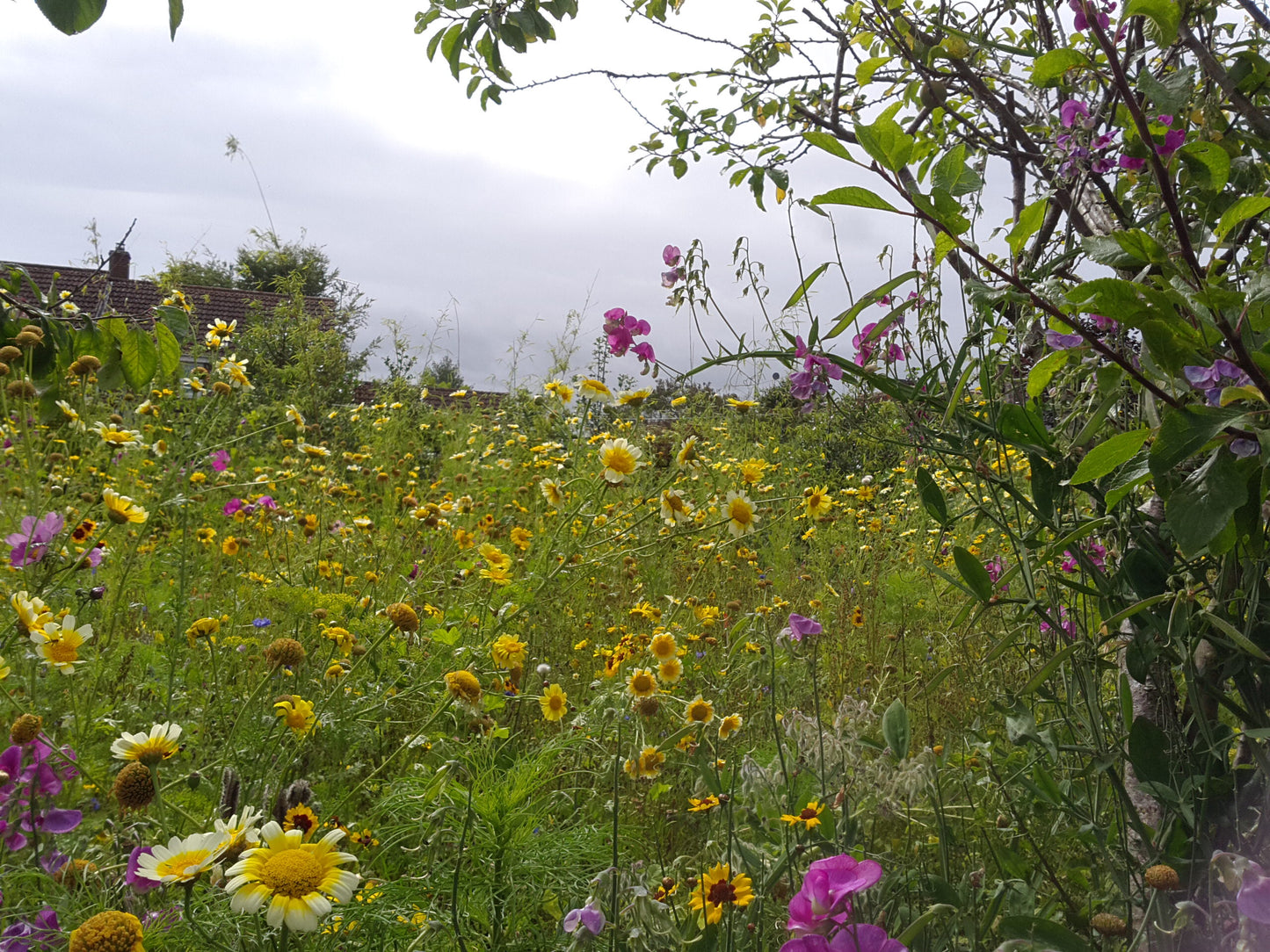 Bee Heaven