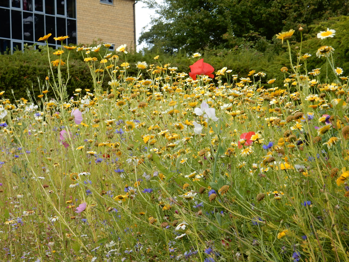 Aromatic Garden