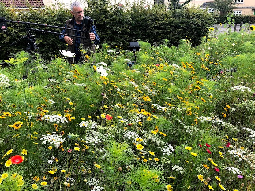 Ladybird Heaven