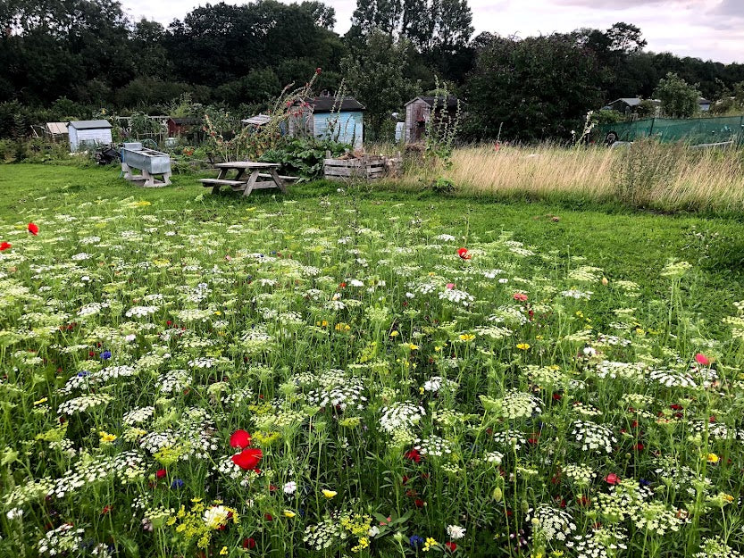 Ladybird Heaven