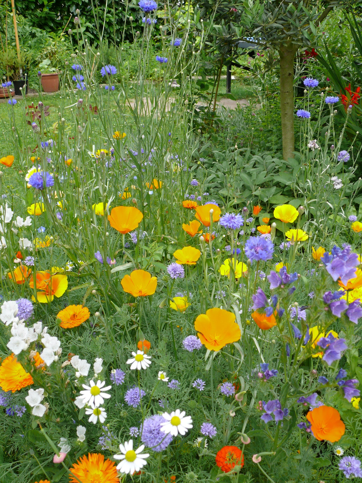 California Poppy