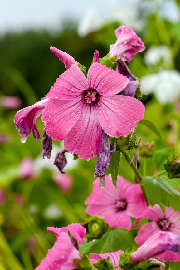 Nectar & Pollen