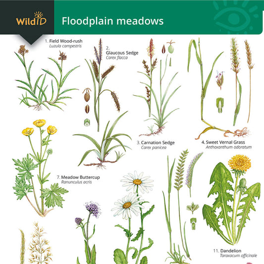 Floodplain Meadows