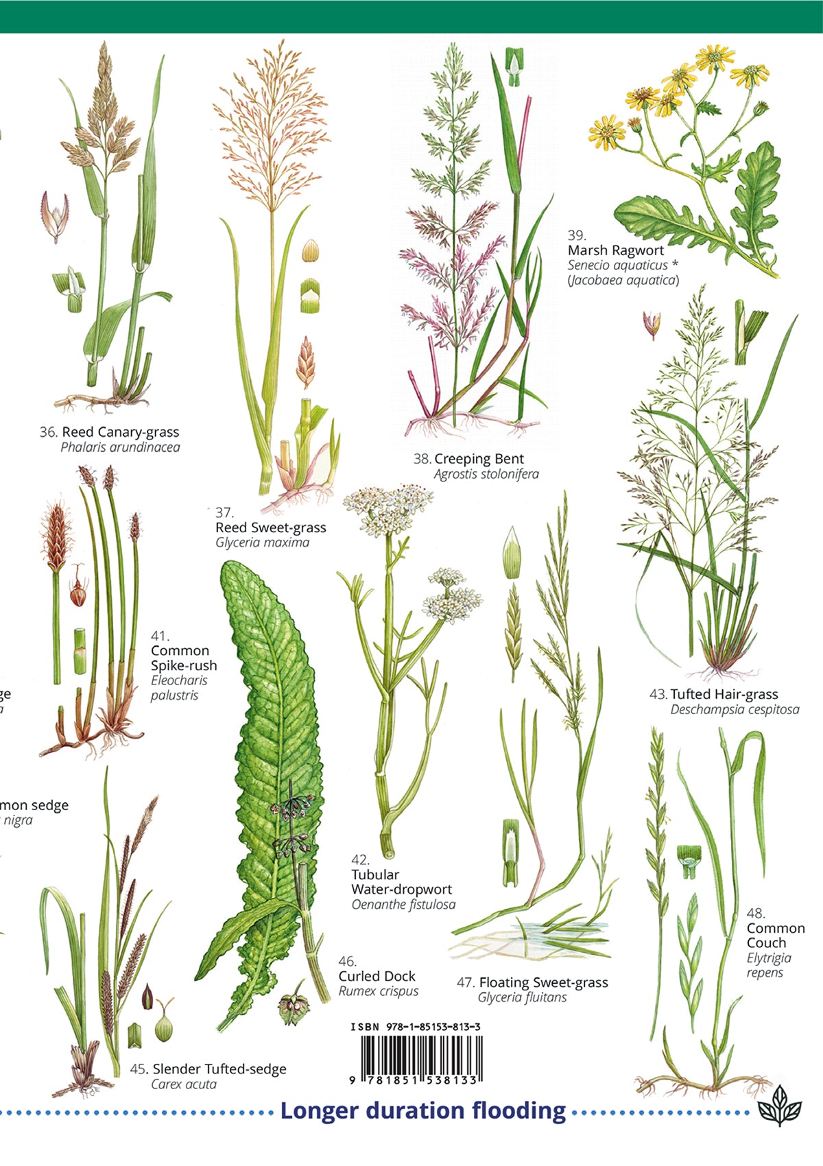 Floodplain Meadows