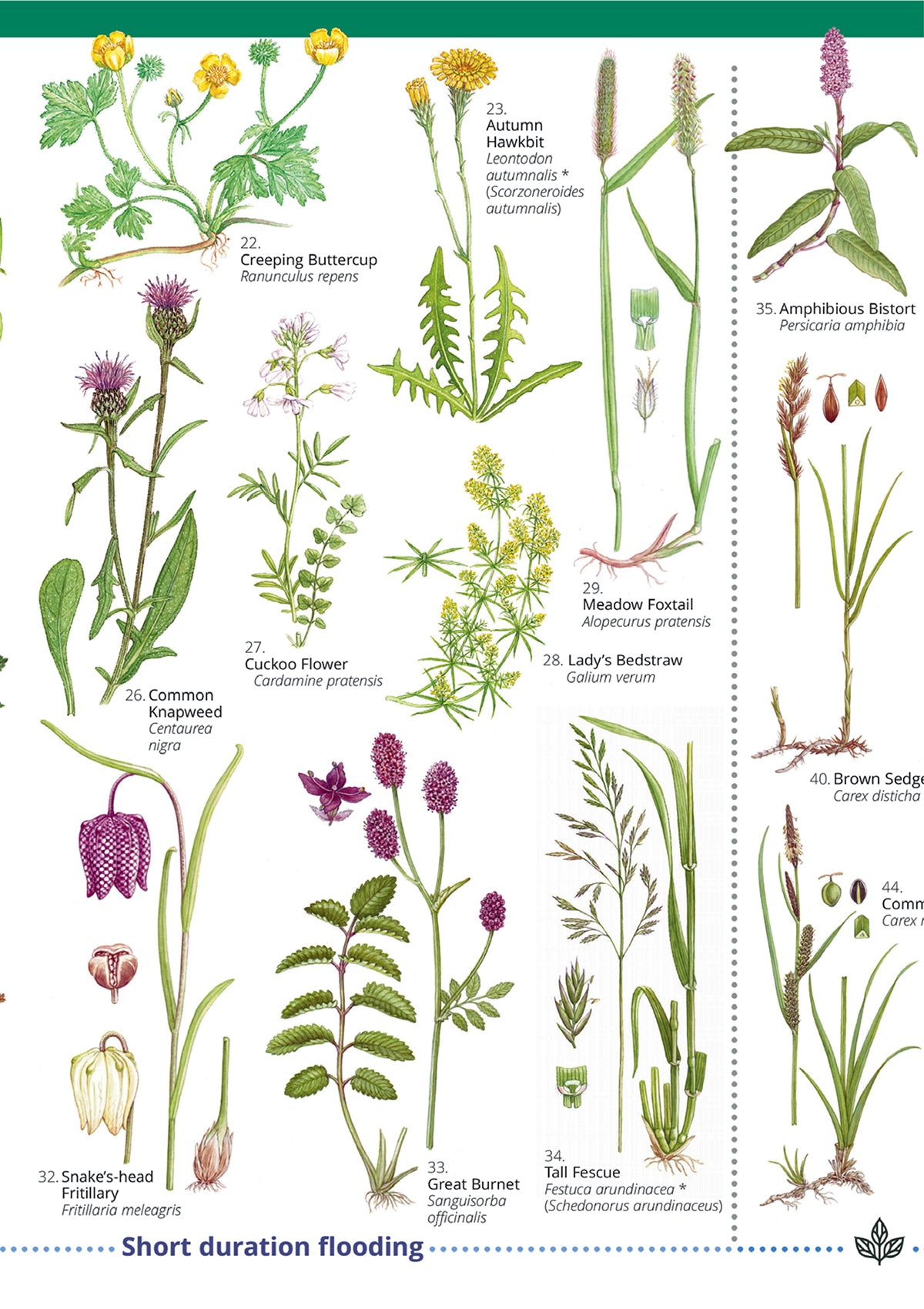 Floodplain Meadows