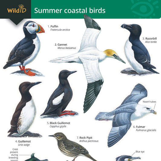 Summer Coastal Birds