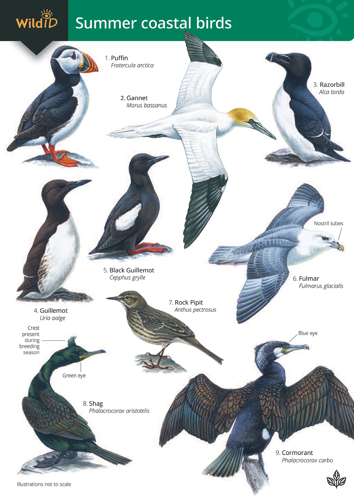 Summer Coastal Birds