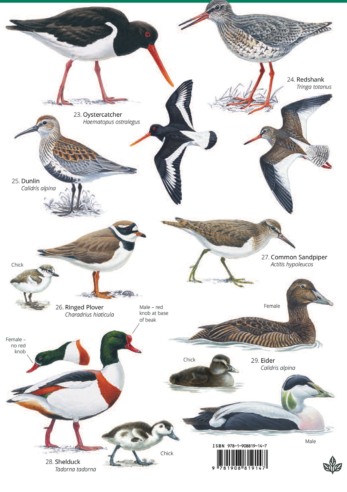 Summer Coastal Birds