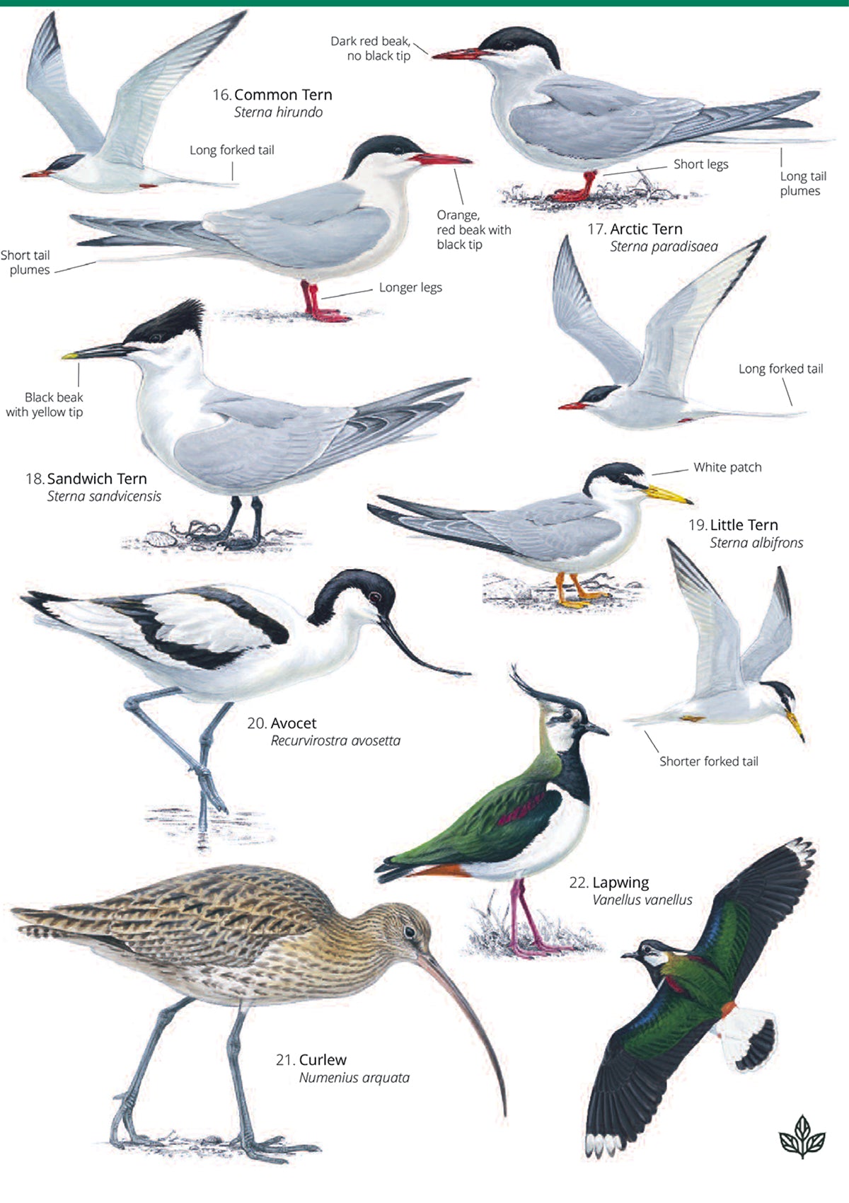 Summer Coastal Birds