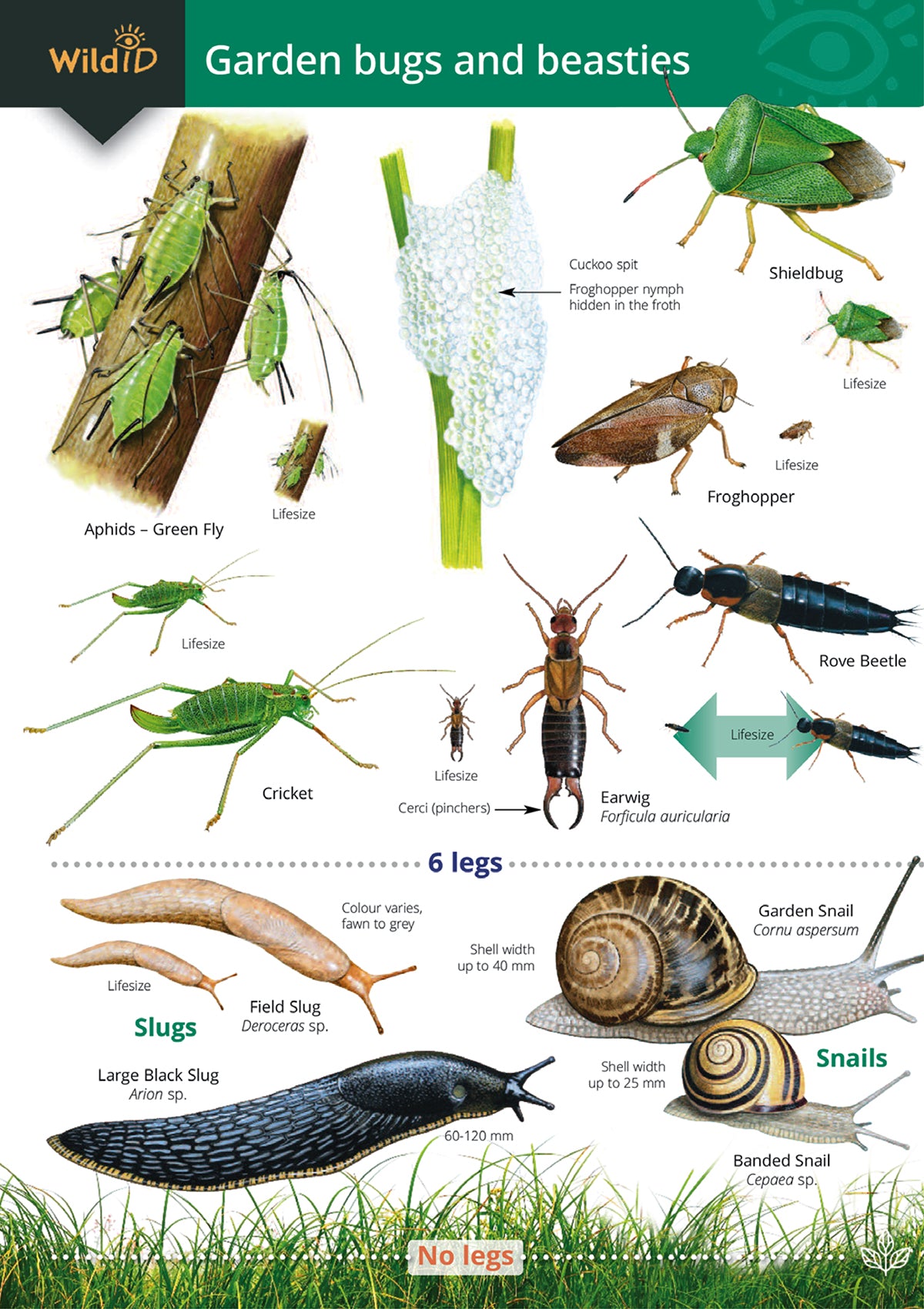 Garden Bugs & Beasties