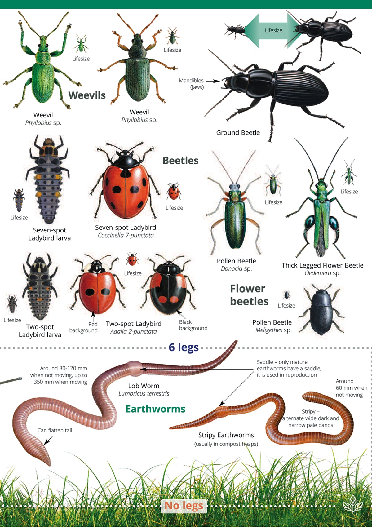 Garden Bugs & Beasties