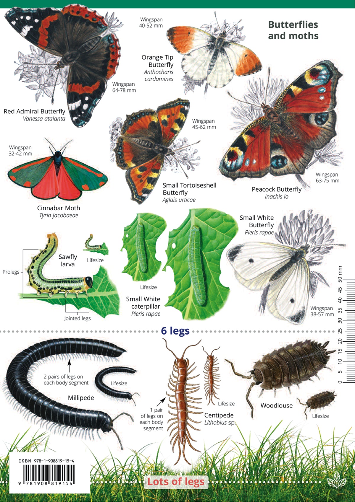 Garden Bugs & Beasties