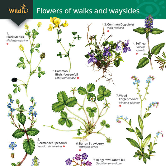 Wayside Flowers