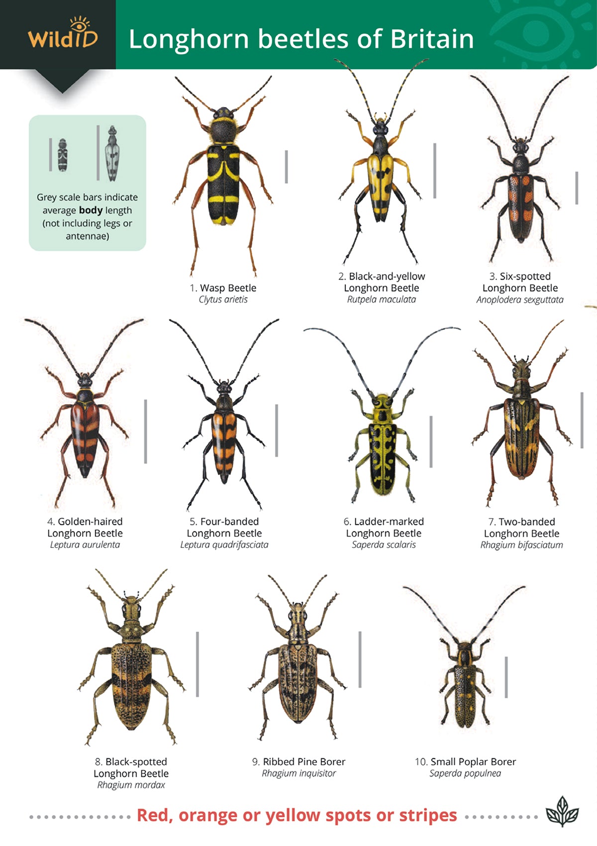 Longhorn Beetles
