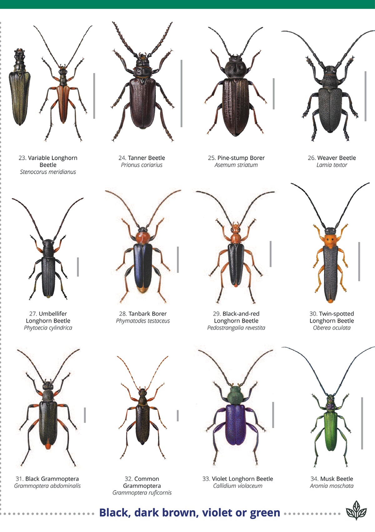 Longhorn Beetles