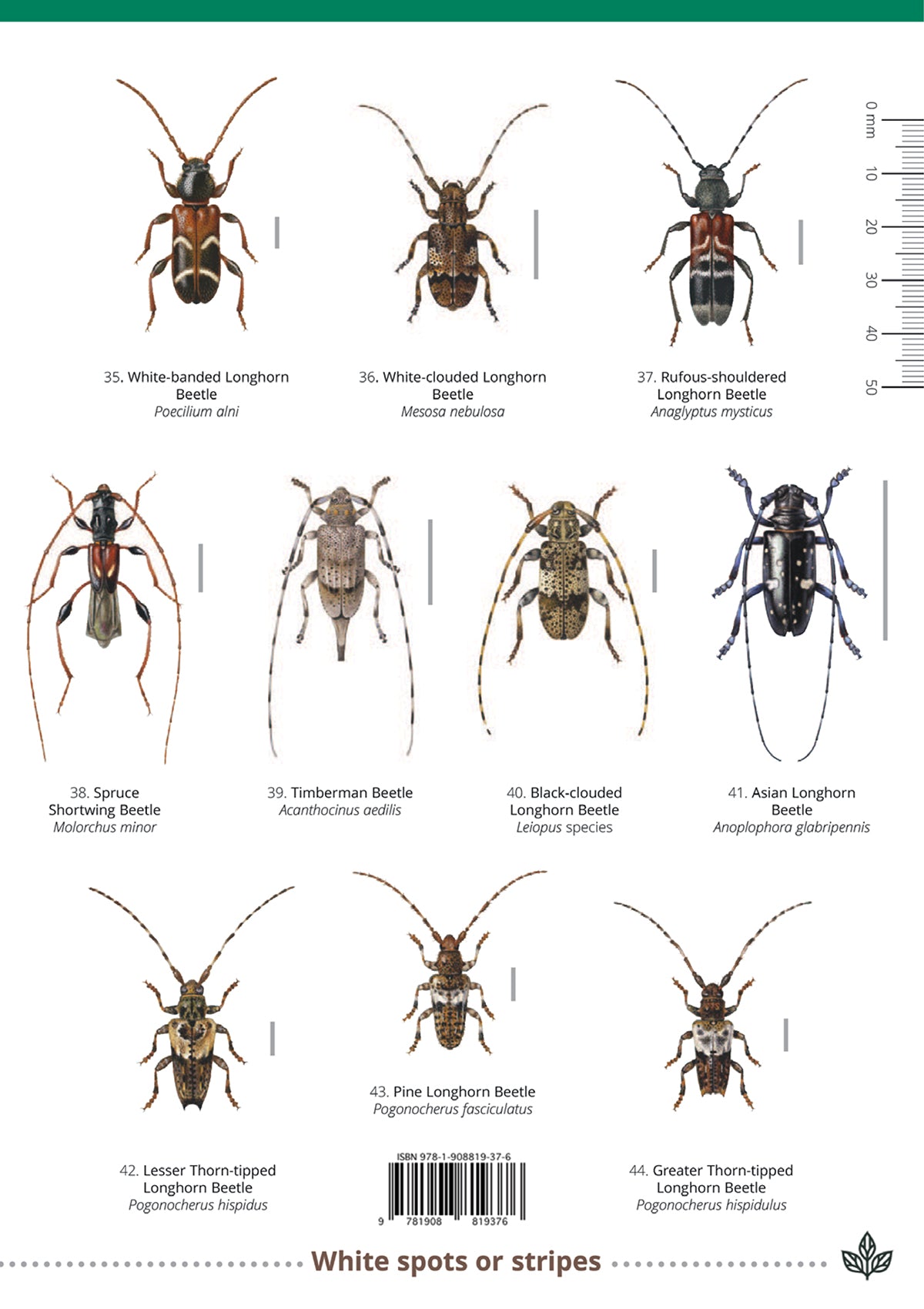 Longhorn Beetles