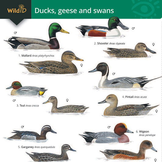 Ducks, Geese & Swans