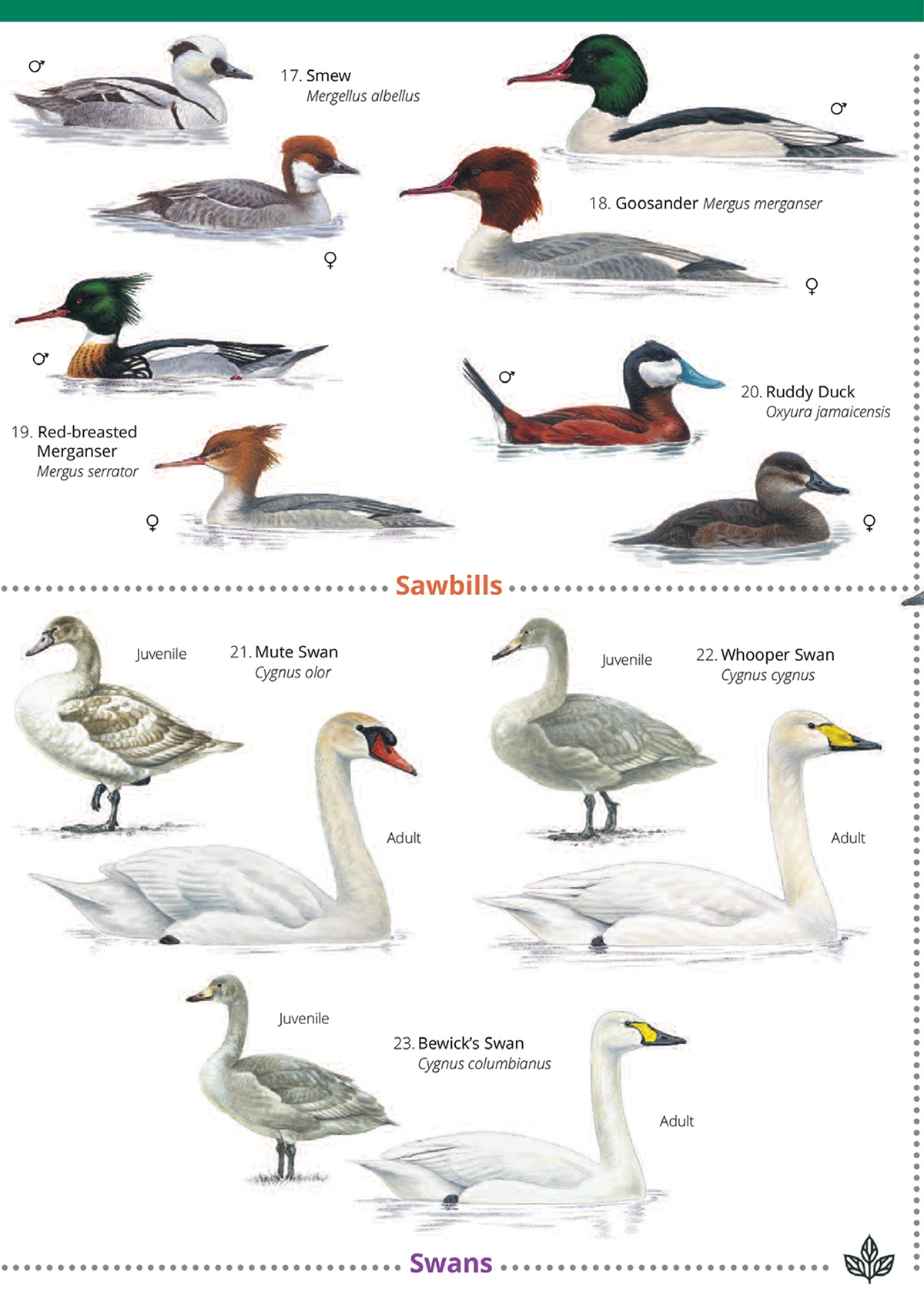 Ducks, Geese & Swans