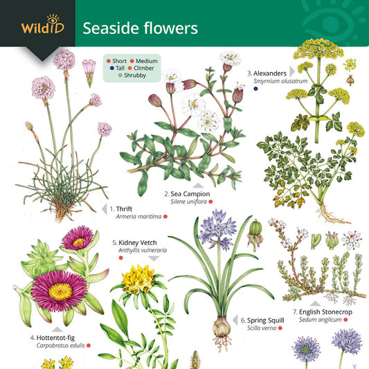 Seaside Flowers