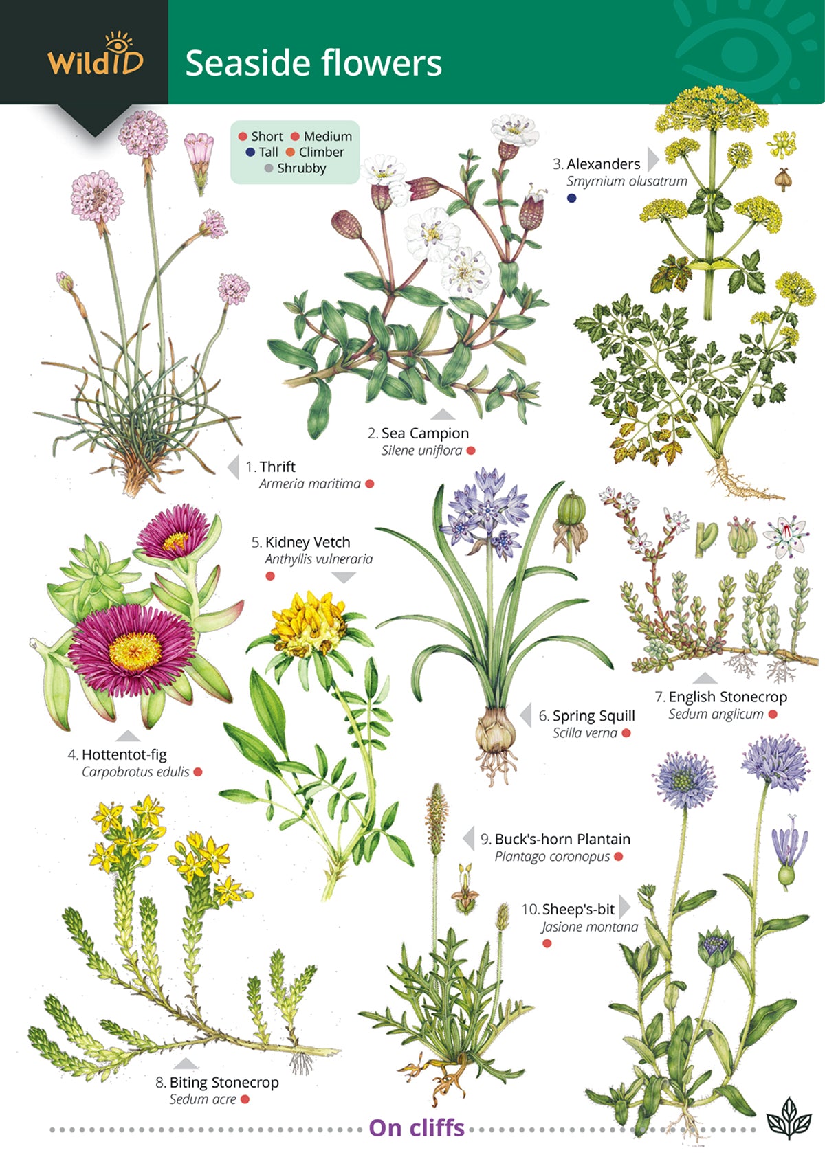 Seaside Flowers
