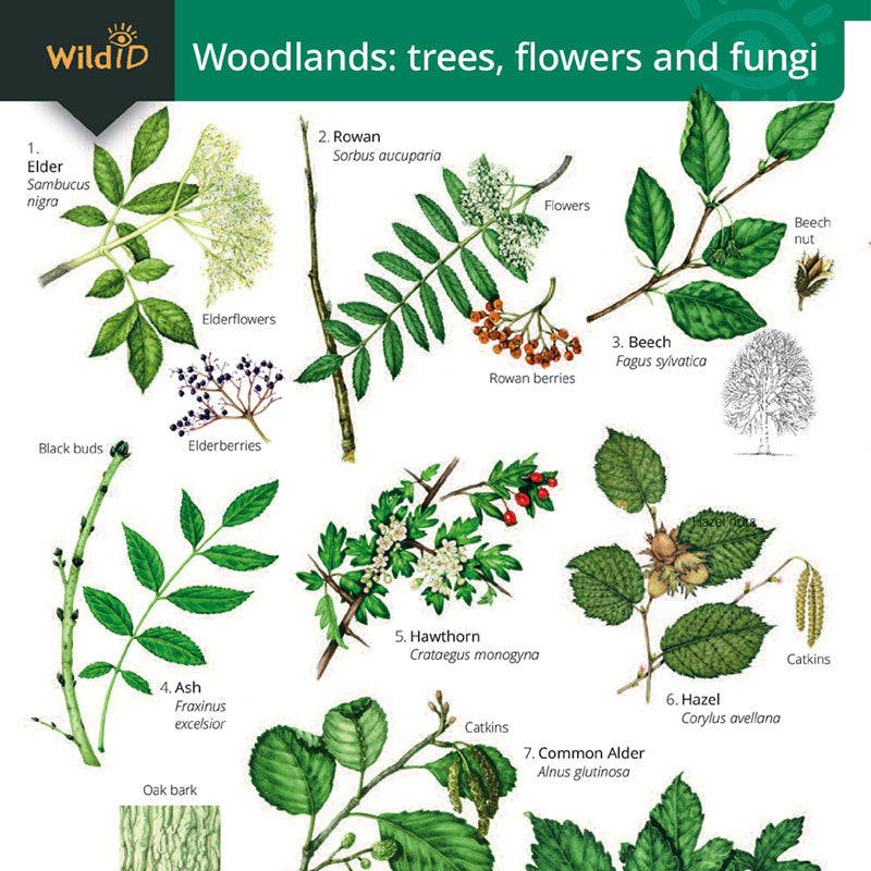 Woodland Trees, Flowers & Fungi