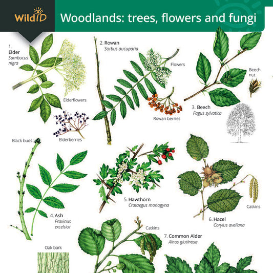 Woodland Trees, Flowers & Fungi