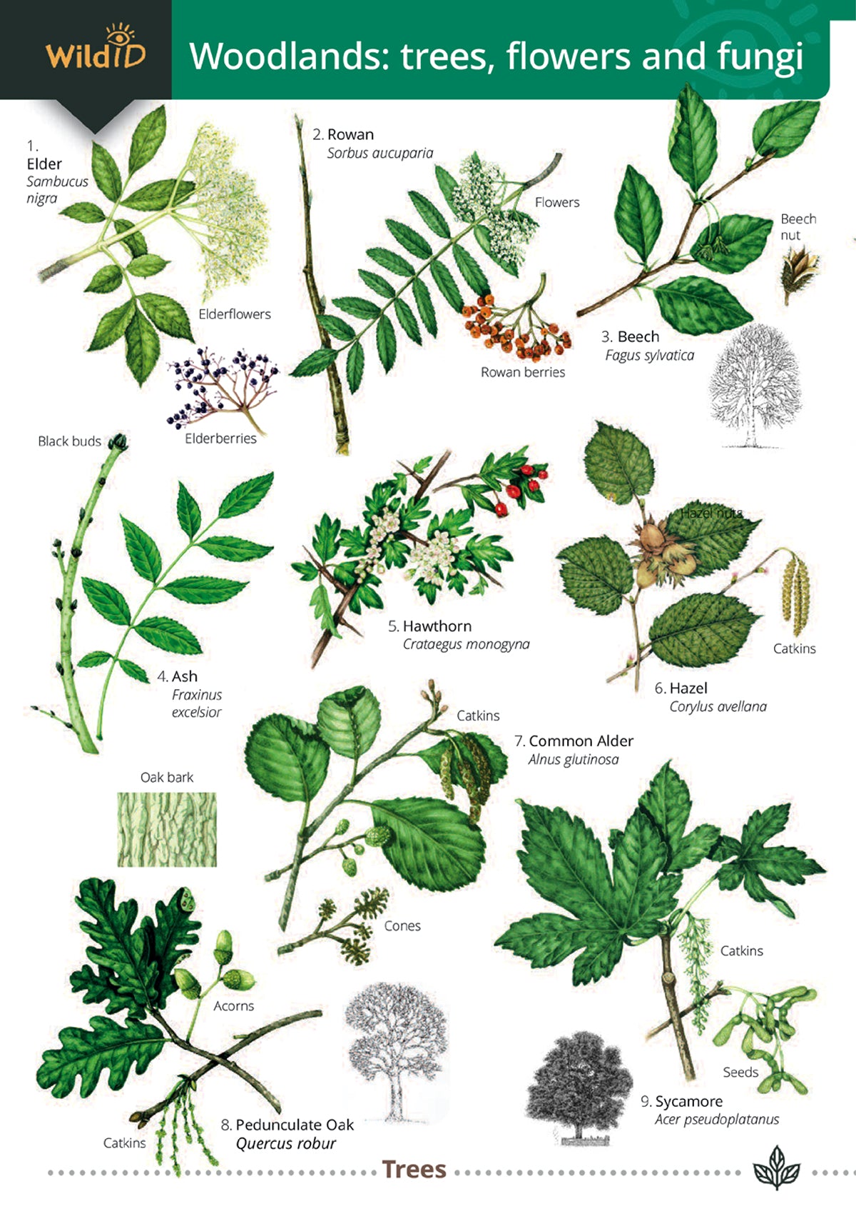 Woodland Trees, Flowers & Fungi