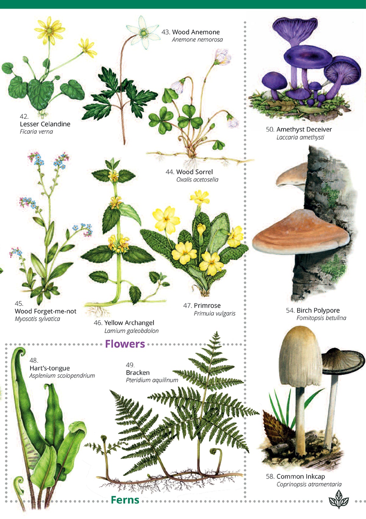 Woodland Trees, Flowers & Fungi