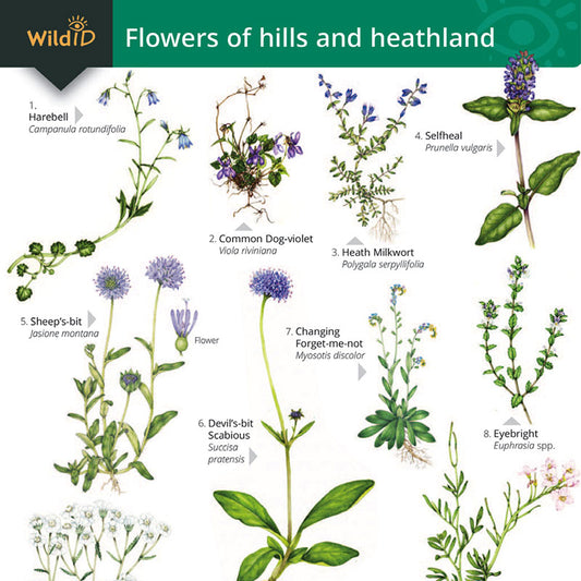 Hill & Heathland Flowers