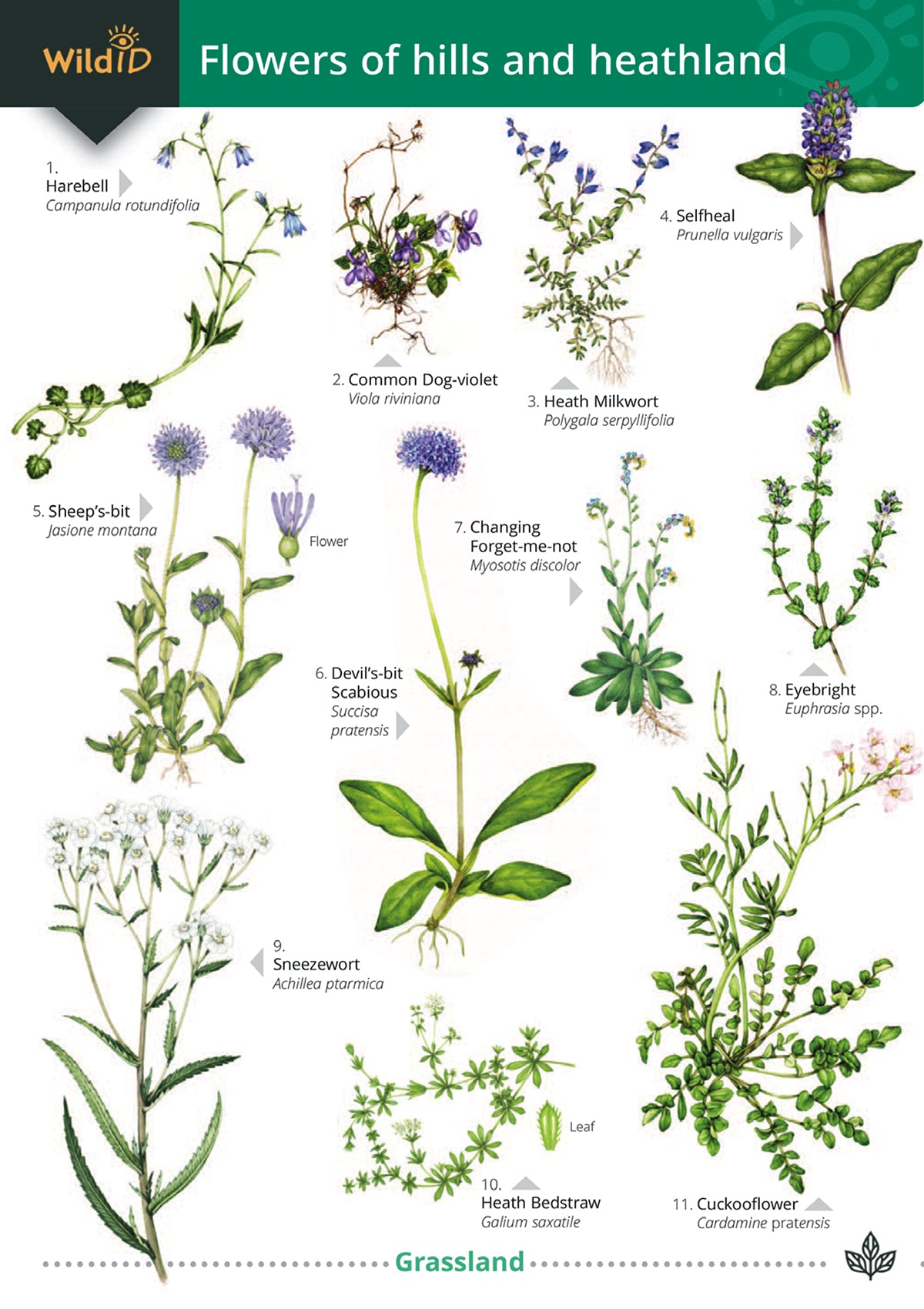 Hill & Heathland Flowers