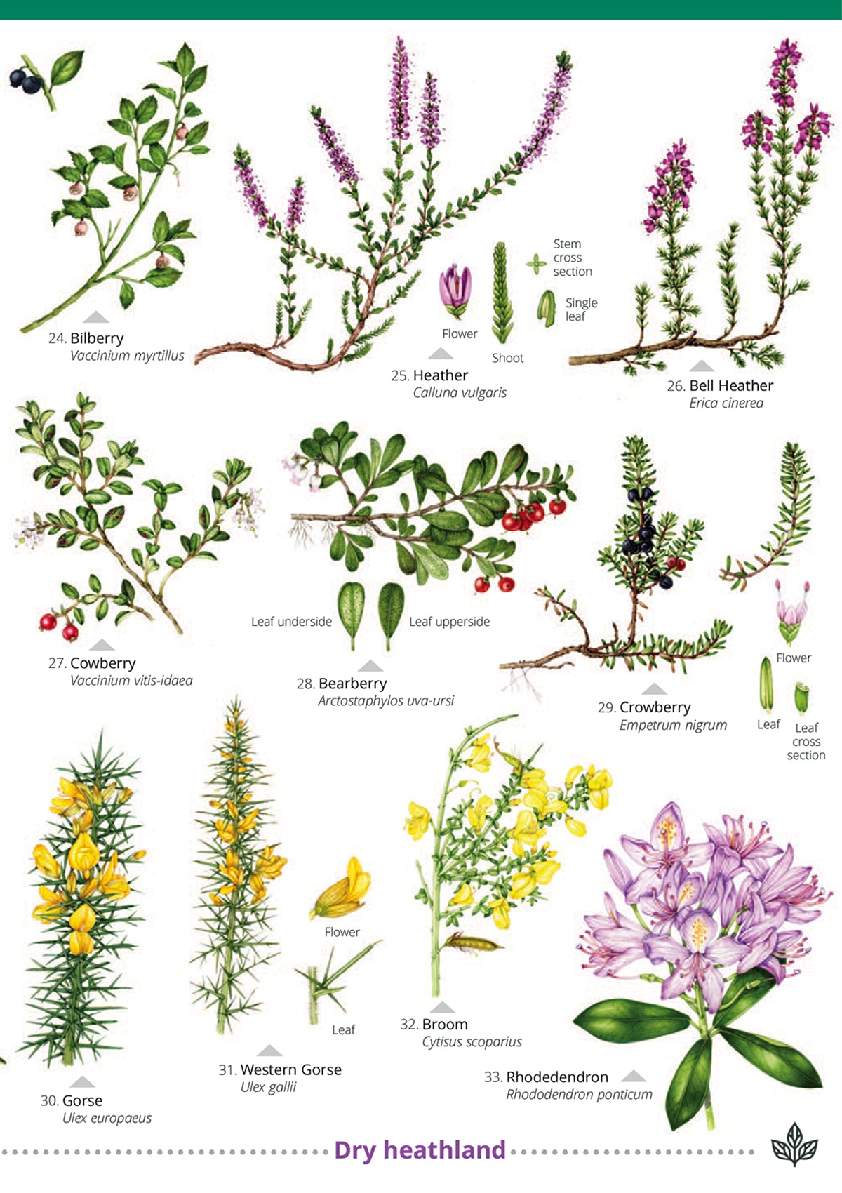 Hill & Heathland Flowers