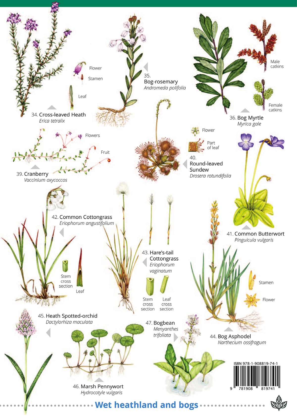 Hill & Heathland Flowers