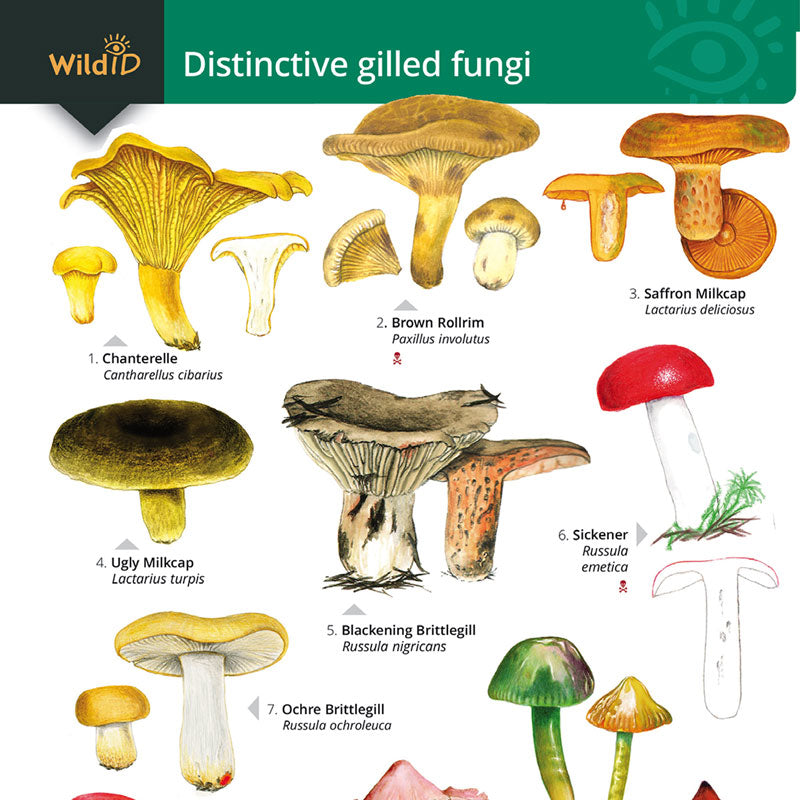 Gilled Fungi