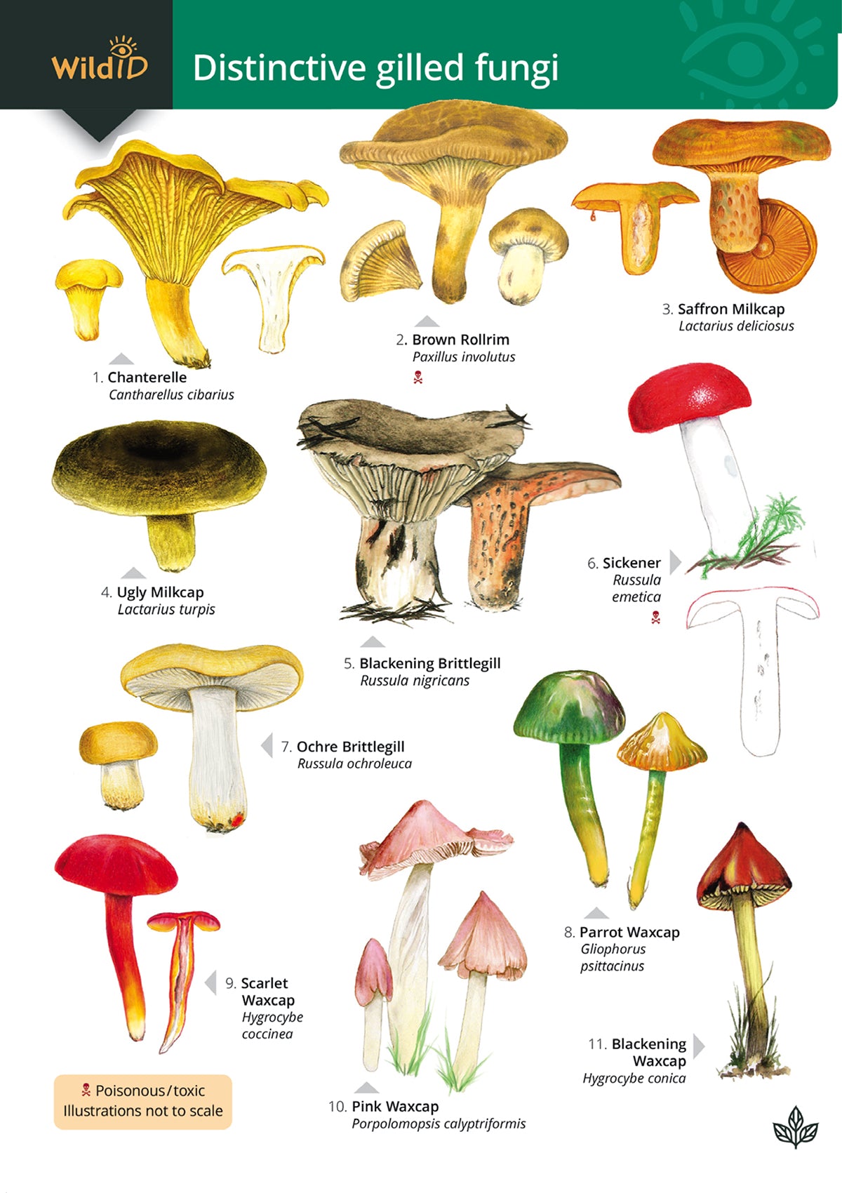 Gilled Fungi